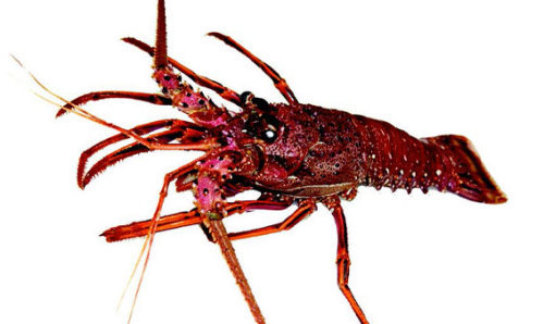 Western Rock Lobster