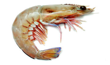 King Prawn