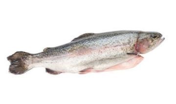 Rainbow Trout