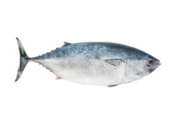 Tuna