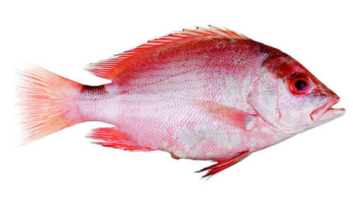 Saddletail Snapper