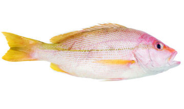 Tropical Snapper