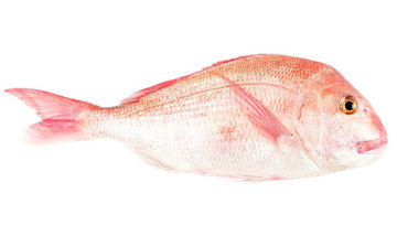 Pink Snapper