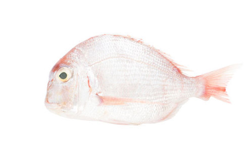 Frypan Bream