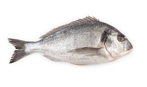 Black Bream