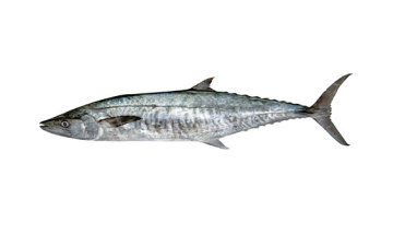 Spanish Mackerel