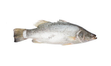 Barramundi Imported