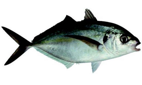 Silver Trevally