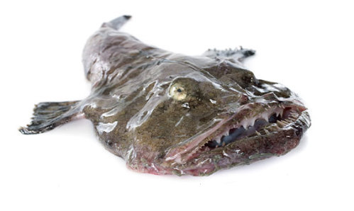 Monkfish