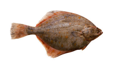 Flounder