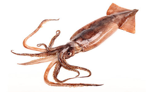 Whole Squid