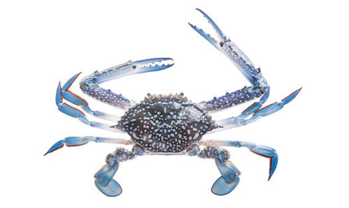 Blue Swimmer Crabs