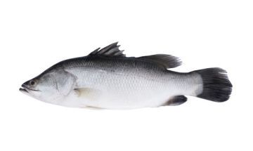 Australian Barramundi