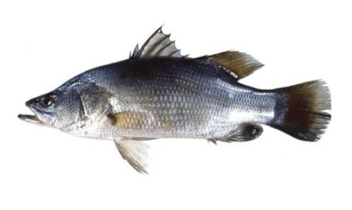 Nile Perch