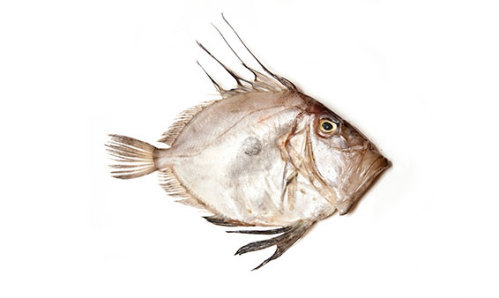 John Dory