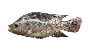 Tilapia