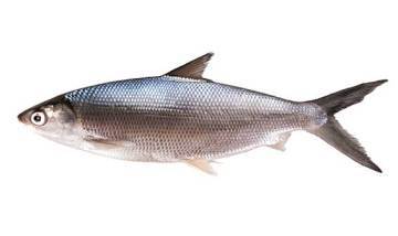 Milkfish