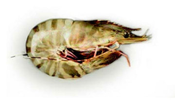 Tiger Prawn