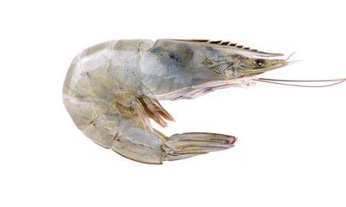 Vannamei Prawn