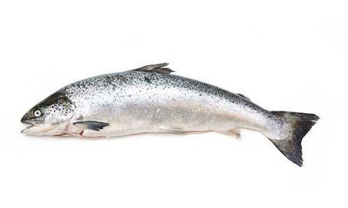 Norwegian Salmon