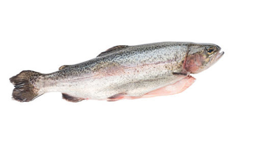 Rainbow Trout