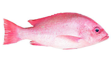 Crimson Snapper