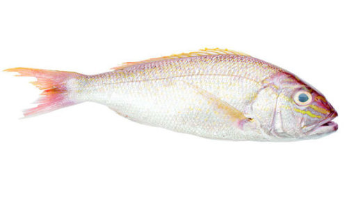 Goldband Snapper