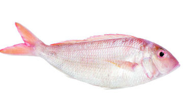 Threadfin Bream