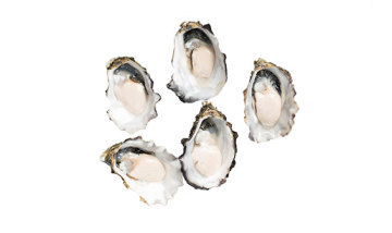 Oysters