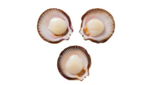 Australian Saucer Scallops