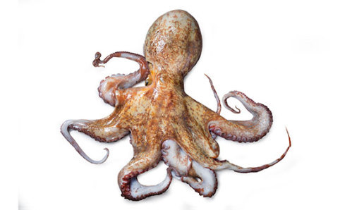 Octopus