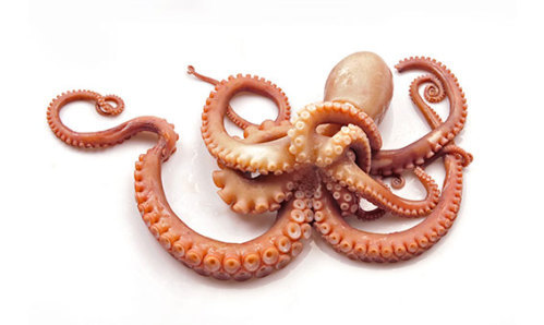Australian Octopus