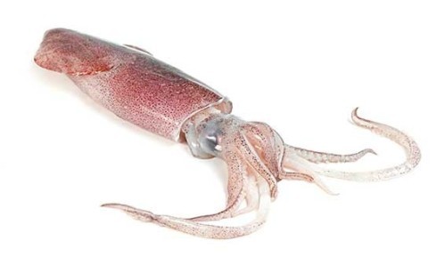 Whole Squid