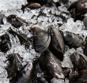 What to Look for when Purchasing Crustaceans and Molluscs